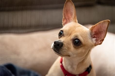large size chihuahua